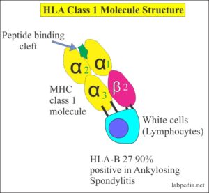 HLA-B27