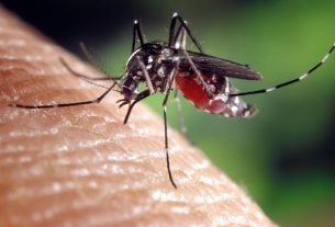 Denga groznica - tigrasti komarac